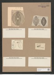 Navicula pseudofusca Pant. (de-Toni-Nr.: Genus 1, Species 296) Zeichnungen Sammlung Grunow Nr. 671 (NHMW-BOT-W0367044)